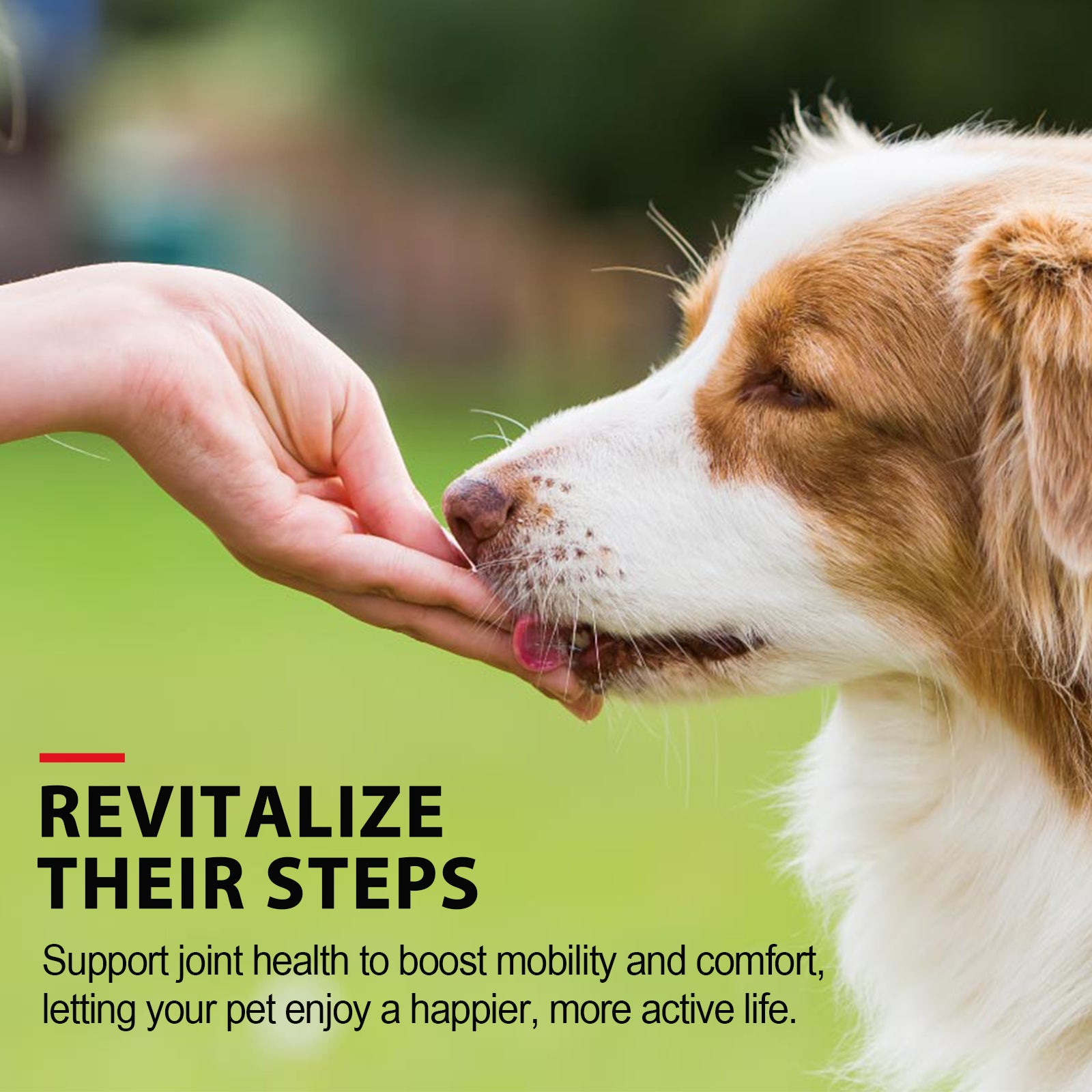 Advanced Joint Support with Undenatured Collagen Type II for Dogs